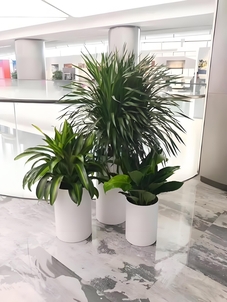 慈溪绿化修剪专业，打造城市精致绿色风景线